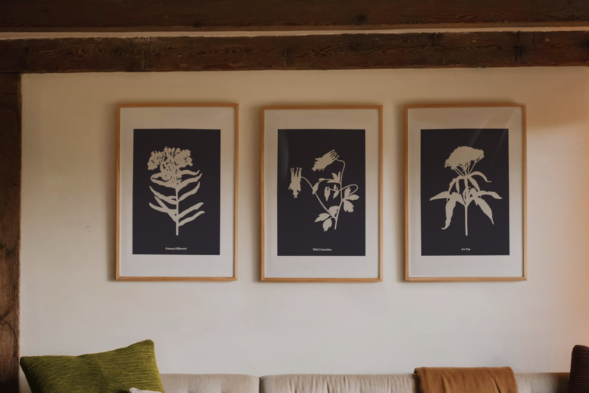 Three framed native North American botanical art prints with black backgrounds and white illustrations are displayed above a sofa in a rustic room setting.